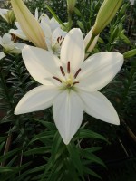 [4035 Bright Diamondo No02.JPG]